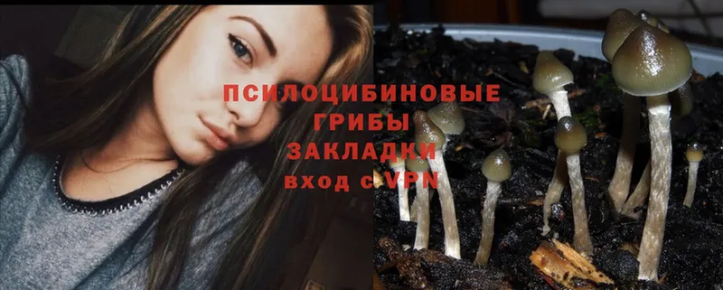 Галлюциногенные грибы Cubensis  omg ссылки  Красноуральск 